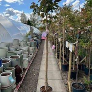 FM Prunus Kanzan 12 LTR