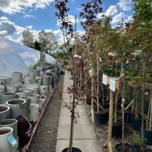 FM Prunus X Blireana 12 LTR