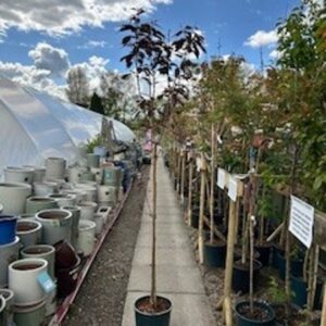 FM Prunus Royal Burgundy 12 LTR