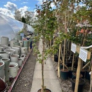 FM Prunus X Hillieri Spire 12 LTR