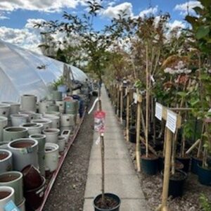 FM Prunus incisa The Bride 12 LTR