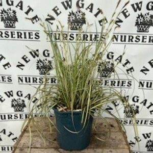 Carex oshimensis Evergold