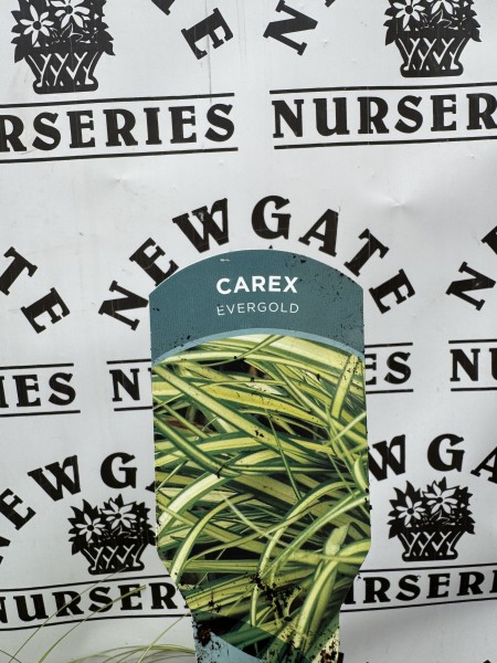 Carex Evergold c3 - Image 2