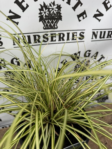 Carex Evergold c3 - Image 3