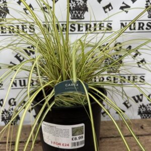 Carex Evergold c3