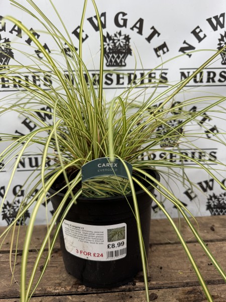 Carex Evergold c3