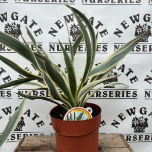 Yucca gloriosa variegata C2