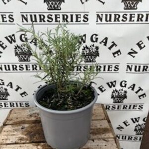 Rosmarinus off. Miss Jessops upright