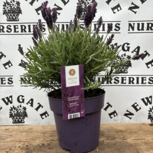 Lavandula  Anouk C1.95