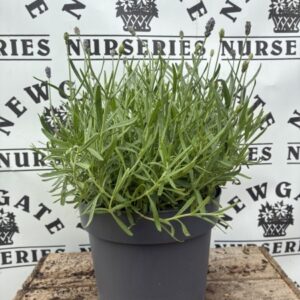 Lavendula  Dwarf Blue C5