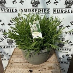 Lavandula angustifolia Aromance White