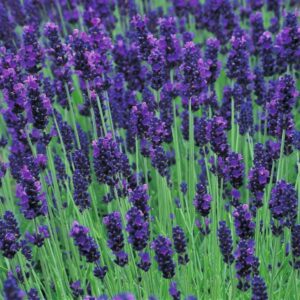 Lavendula Angustifolia Hidcote 1.5