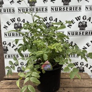 Polemonium Bressigham purple C3