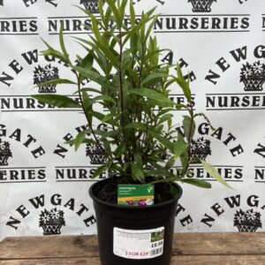 Penstemon Flum Jerkum