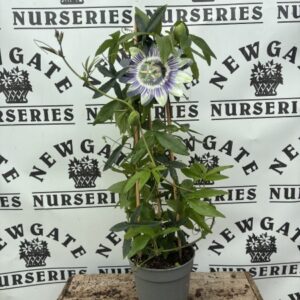 Passiflora C2