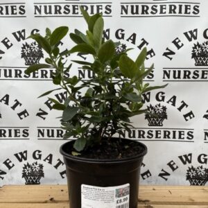 Escallonia Pink Elle C3