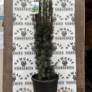 Taxus baccata Fastgiata c12 120cms