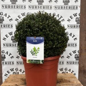 Ilex Crenata Ball 40cm