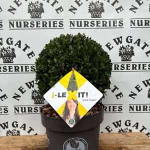 Ilex Crenata Ball 30cm Jenny
