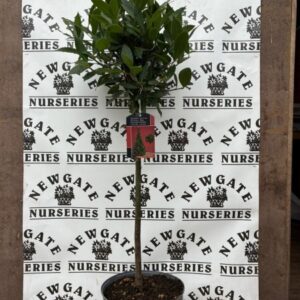 Bay Tree 1/4 Std