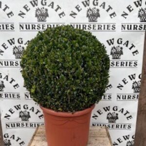 Buxus Ball 30/45cm