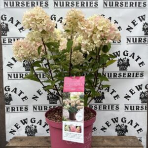 Hydrangea pan PinkLight C5