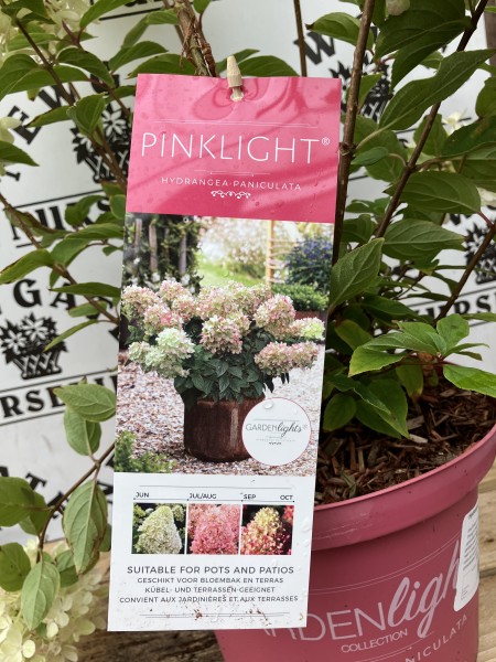 Hydrangea pan garden Lights Mix C3 - Image 5