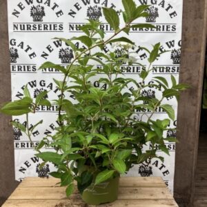 Hydrangea Macrophylla Runaway Bride c5