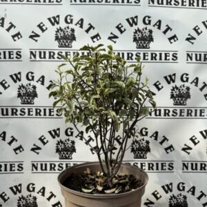 Pittosporum Ten. Golden Ball c15