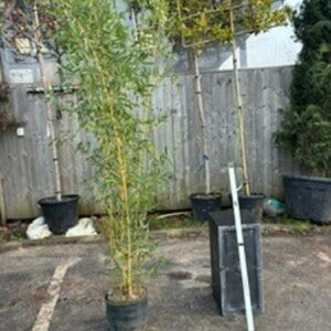 Phyllostachys Bissetii 400/500cm 10LTR (Bamboo)