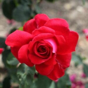 Rose 60th Birthday has a large upright habit with deep red blooms. Fragrant. Plant in a bright sunny location in well-drained soil. Feed in sapring and summer with high potash.