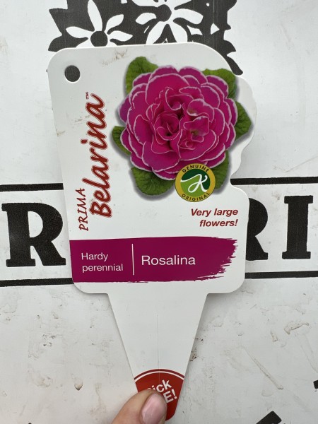 Primula Belarina Rosalina - Image 2