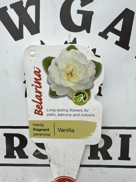 Primula Belarina Vanilla - Image 2