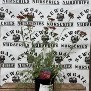 Achillea Summer Berries