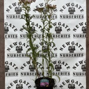 Achillea Pretty Belinda
