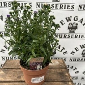 Aster Showmakers mix