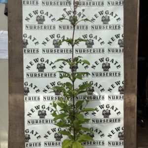 Eupatorium Little joe