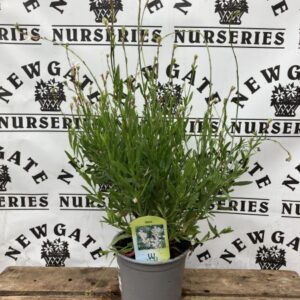 Gaura Geyser White