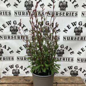 Gaura Lindheimeri