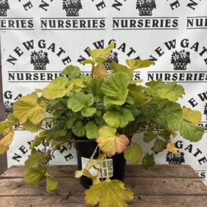 Geum Rivale c3