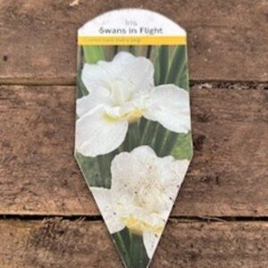 Iris Swans in Flight