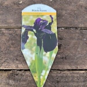 Iris Black Form