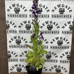 Lobelia Starship Blue