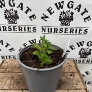 Nemesia Aroma Rhubarb and Custard