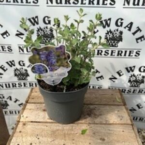Nepeta Walkers Low c3