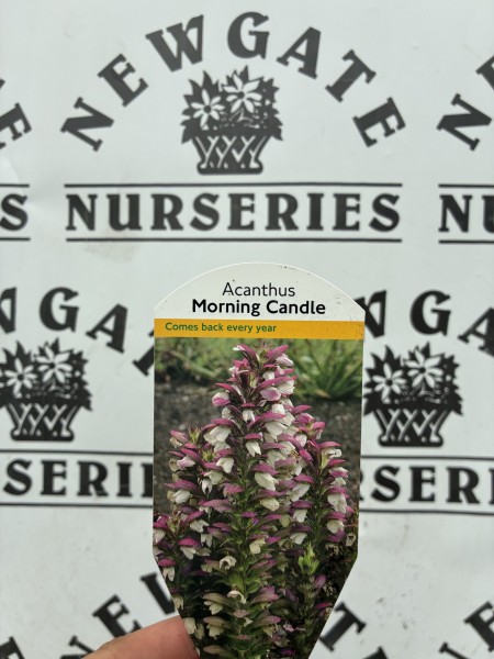 Acanthus White Water - Image 2