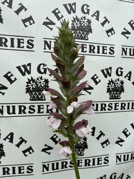 Acanthus White Water - Image 3