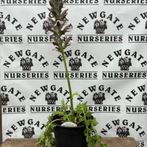 Acanthus Morning Candle