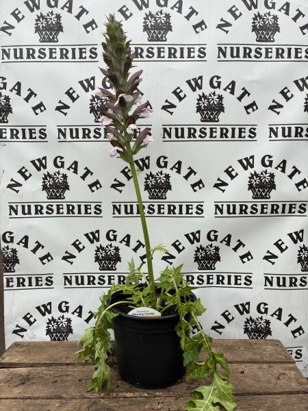 Acanthus White Water