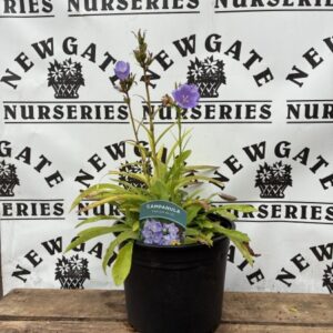 CAMPANULA takion blue